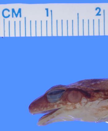 Media type: image; Herpetology A-10587